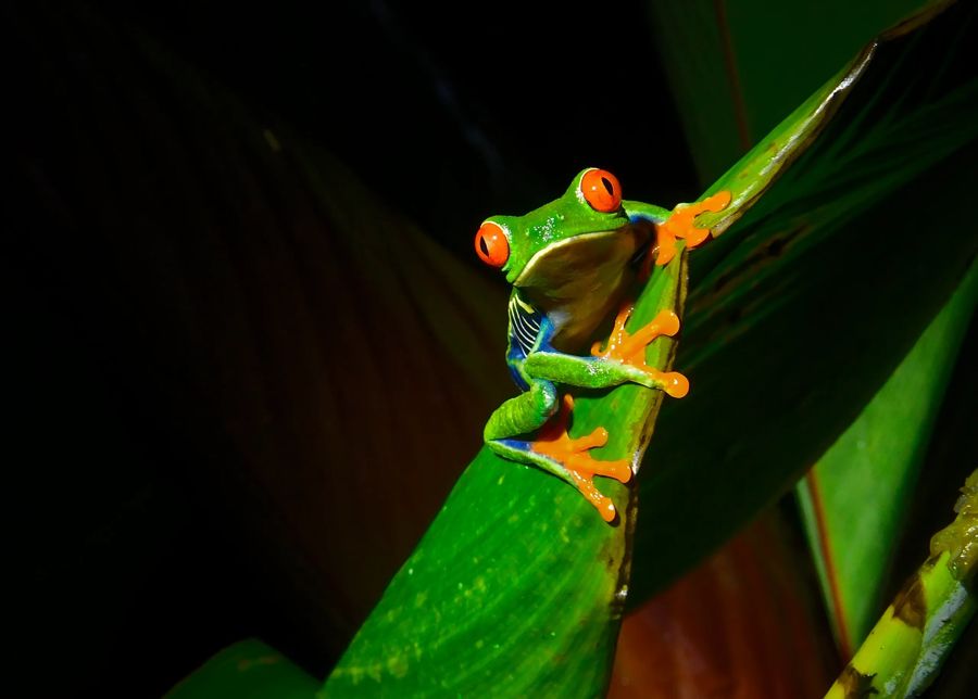A red-eyed tree frog gripping a green leaf at night